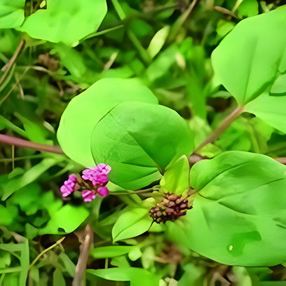 Punarnava (Boerhavia diffusa) in male urological disorders